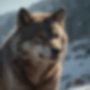 Magnificent The Wolf Time: A Deep Dive into the Stark Legacy Magnificent The Wolf Time: A Deep Dive into the Stark Legacy