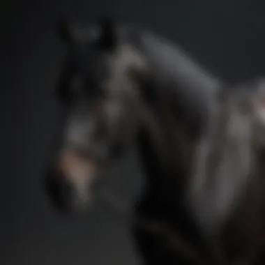 A close-up of a black horse's powerful physique