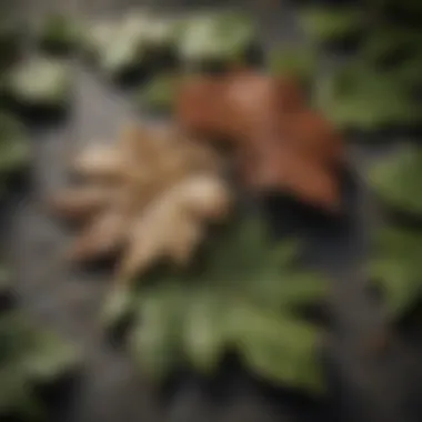 Interwoven Fates: Oakheart Leaves and Destiny Close-up of Oakheart leaves intertwined with character's destiny