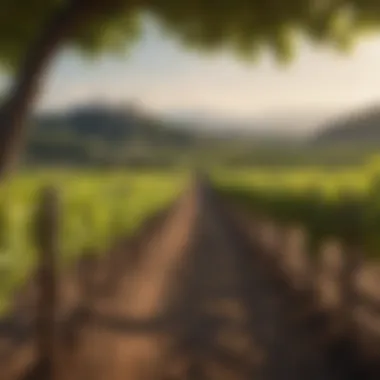 A scenic vineyard showcasing the grapes used in Dragon Fire Wine