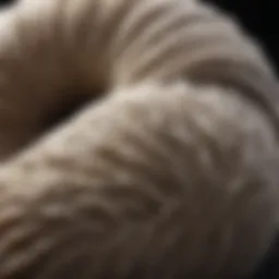 Elegant Essence of Cashmere