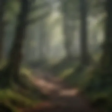 Mystical Woodland Haven Enchanting Forest Setting in Northern Ireland
