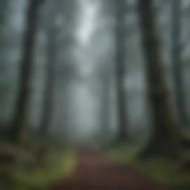 Misty forest with ancient trees creating an atmosphere of mystery