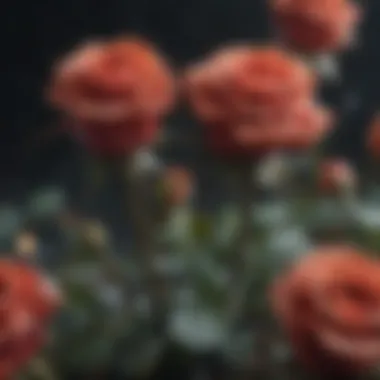 Harmonious Dichotomy of Fire and Ice Roses Fiery and frosty roses entwined in a mesmerizing dance