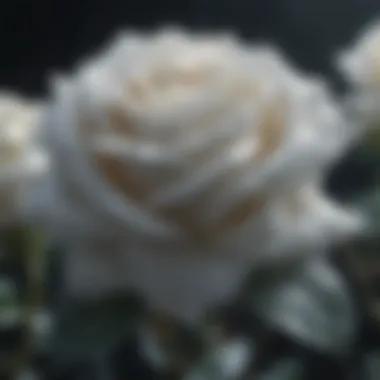 Sublime Serenity of Ice Rose Icy tendrils embrace a delicate white rose