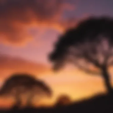 Silhouettes of trees against the colorful sky at sunset