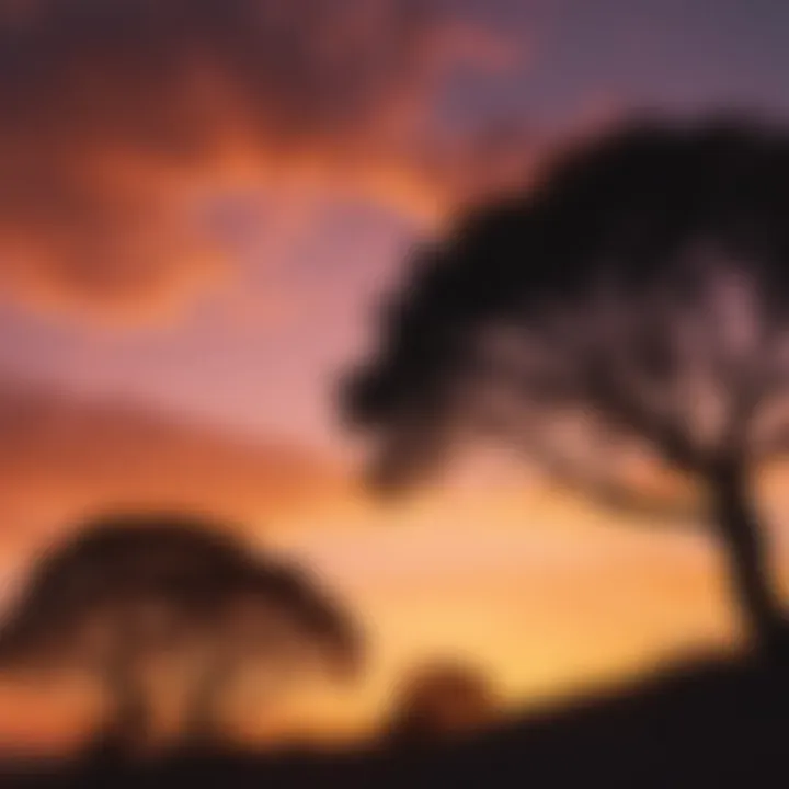 Silhouettes of trees against the colorful sky at sunset