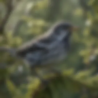 Nature's Wonders: Blackpoll Warbler Migration