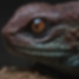 Gaze into the night fall pit viper's captivating eyes