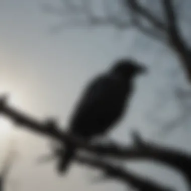 Mysterious silhouette of the Stormcrow perched on a barren tree branch