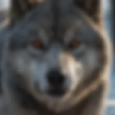 Close-up of a dire wolf's fierce gaze