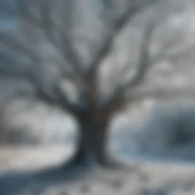 An ancient tree with frost covering its branches, reflecting the passage of time in the series.