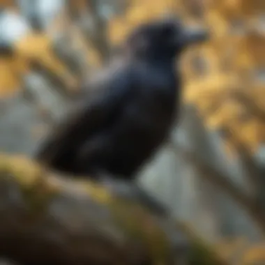 Enigmatic Three-Eyed Raven in the Godswood Intriguing Three-Eyed Raven perched on a weirwood tree