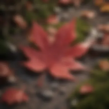 Crimson Splendor: A Fallen Leaf's Radiance Fallen leaf in crimson splendor