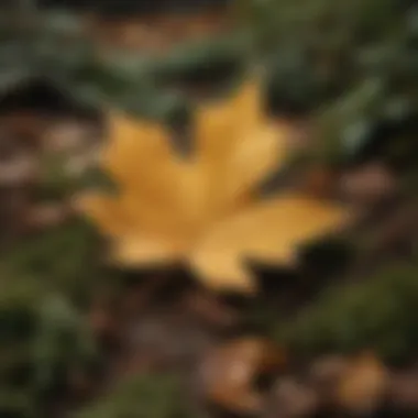 Golden Elegance: A Leaf's Resplendent Glow Golden-hued fallen leaf on mossy ground