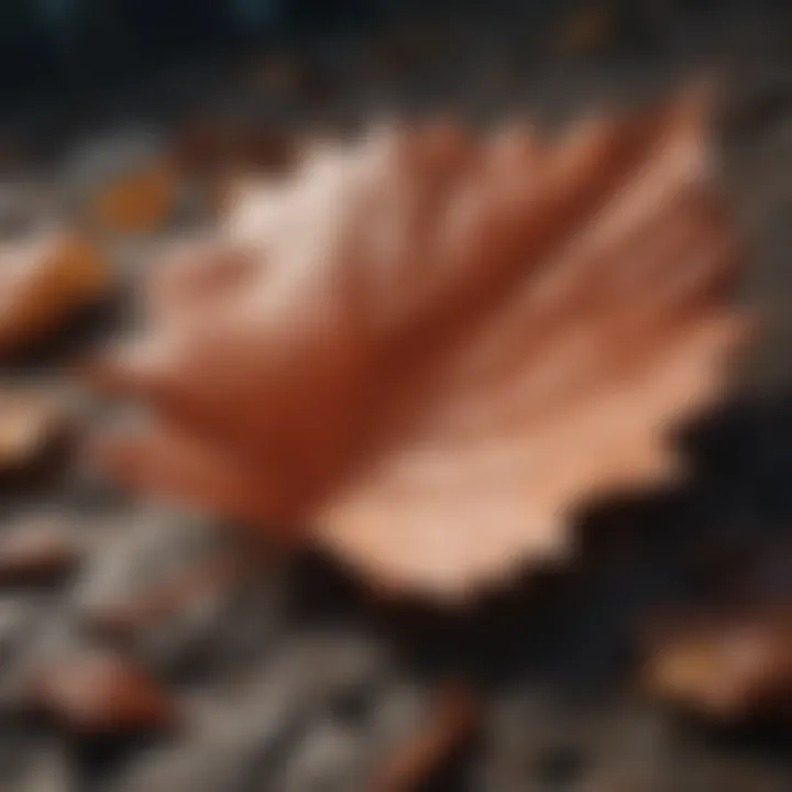 Fallen leaf with intricate veins against sunlight