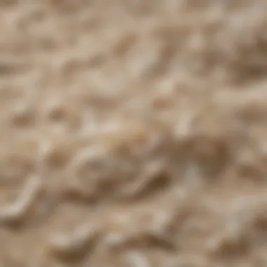 Aromatic Essence of White Wood Aromatic White Wood Shavings Close-up